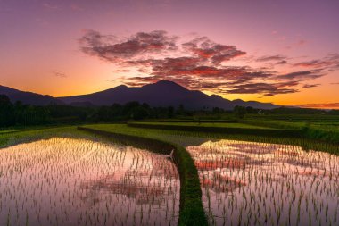 Beautiful morning view indonesia Panorama Landscape paddy fields with beauty color and sky natural light