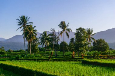 Beautiful morning view indonesia Panorama Landscape paddy fields with beauty color and sky natural light