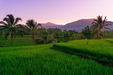 Beautiful morning view indonesia Panorama Landscape paddy fields with beauty color and sky natural light
