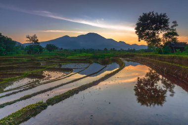 Beautiful morning view indonesia Panorama Landscape paddy fields with beauty color and sky natural light