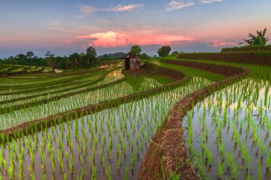 Beautiful morning view indonesia Panorama Landscape paddy fields with beauty color and sky natural light