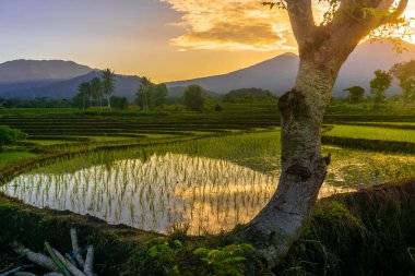 Beautiful morning view indonesia Panorama Landscape paddy fields with beauty color and sky natural light