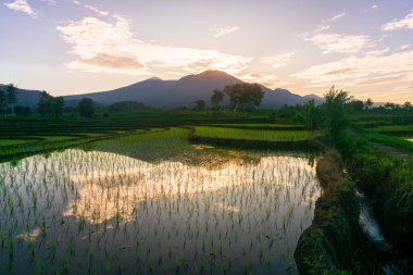 Beautiful morning view indonesia Panorama Landscape paddy fields with beauty color and sky natural light
