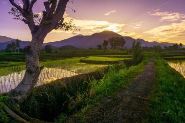 Beautiful morning view indonesia Panorama Landscape paddy fields with beauty color and sky natural light