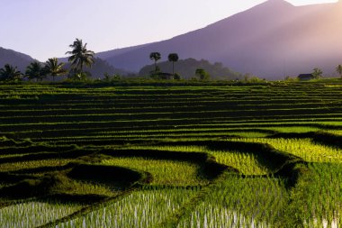 Beautiful morning view indonesia Panorama Landscape paddy fields with beauty color and sky natural light