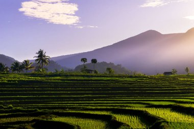 Beautiful morning view indonesia Panorama Landscape paddy fields with beauty color and sky natural light