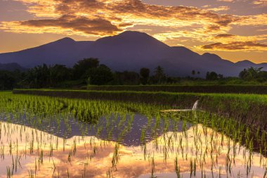 Beautiful morning view indonesia Panorama Landscape paddy fields with beauty color and sky natural light