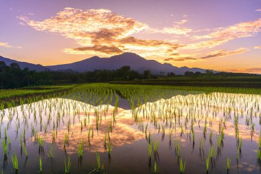Beautiful morning view indonesia Panorama Landscape paddy fields with beauty color and sky natural light