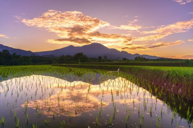 Beautiful morning view indonesia Panorama Landscape paddy fields with beauty color and sky natural light