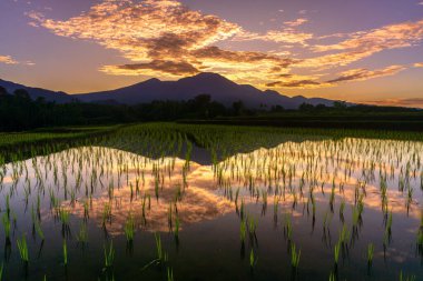 Beautiful morning view indonesia Panorama Landscape paddy fields with beauty color and sky natural light