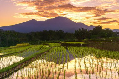 Beautiful morning view indonesia Panorama Landscape paddy fields with beauty color and sky natural light