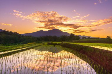 Beautiful morning view indonesia Panorama Landscape paddy fields with beauty color and sky natural light