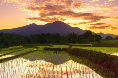 Beautiful morning view indonesia Panorama Landscape paddy fields with beauty color and sky natural light