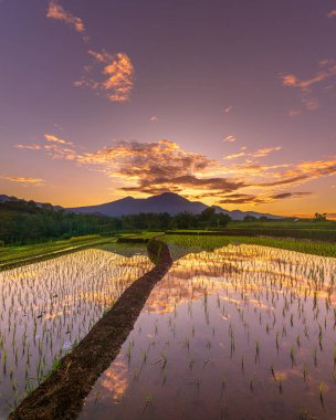 Beautiful morning view indonesia Panorama Landscape paddy fields with beauty color and sky natural light