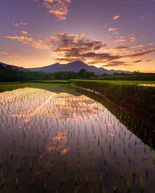 Beautiful morning view indonesia Panorama Landscape paddy fields with beauty color and sky natural light
