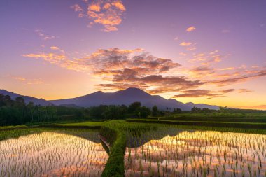 Beautiful morning view indonesia Panorama Landscape paddy fields with beauty color and sky natural light