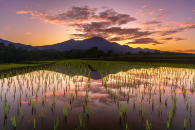 Beautiful morning view indonesia Panorama Landscape paddy fields with beauty color and sky natural light