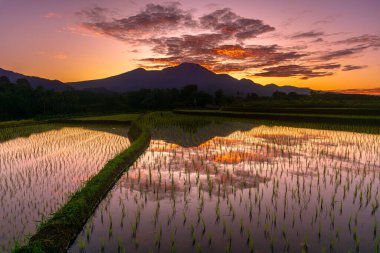 Beautiful morning view indonesia Panorama Landscape paddy fields with beauty color and sky natural light