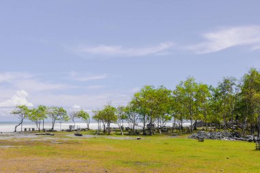 Beautiful morning view indonesia Panorama Landscape paddy fields with beauty color and sky natural light