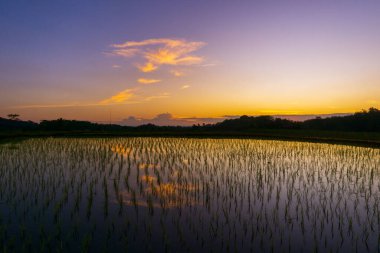 Beautiful morning view indonesia Panorama Landscape paddy fields with beauty color and sky natural light