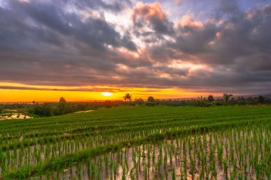Beautiful morning view indonesia Panorama Landscape paddy fields with beauty color and sky natural light