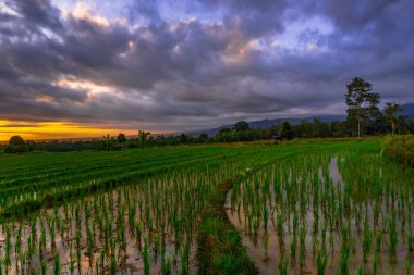 Beautiful morning view indonesia Panorama Landscape paddy fields with beauty color and sky natural light