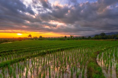 Beautiful morning view indonesia Panorama Landscape paddy fields with beauty color and sky natural light