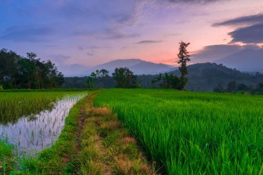 Beautiful morning view indonesia Panorama Landscape paddy fields with beauty color and sky natural light