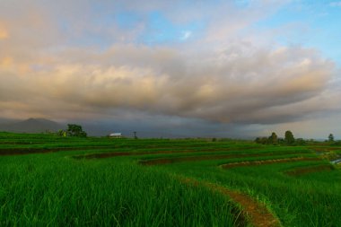 Beautiful morning view indonesia Panorama Landscape paddy fields with beauty color and sky natural light