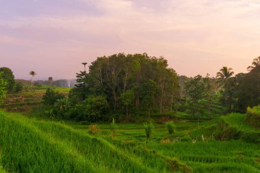 Beautiful morning view indonesia Panorama Landscape paddy fields with beauty color and sky natural light