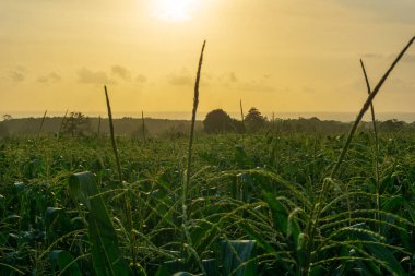 Beautiful morning view indonesia Panorama Landscape paddy fields with beauty color and sky natural light