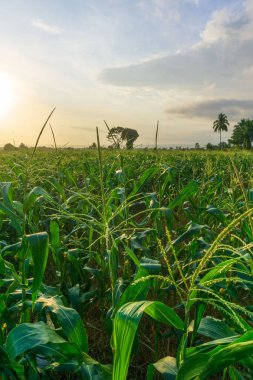 Beautiful morning view indonesia Panorama Landscape paddy fields with beauty color and sky natural light