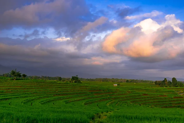 Прекрасний Вид Зранку Індонезія Панорама Пейзажні Поля Кольором Краси Небом — стокове фото