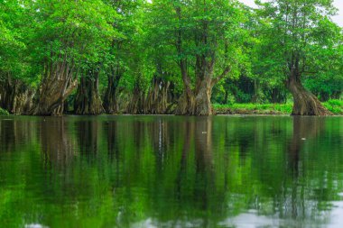 Beautiful morning view indonesia Panorama Landscape paddy fields with beauty color and sky natural light