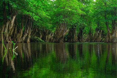 Beautiful morning view indonesia Panorama Landscape paddy fields with beauty color and sky natural light