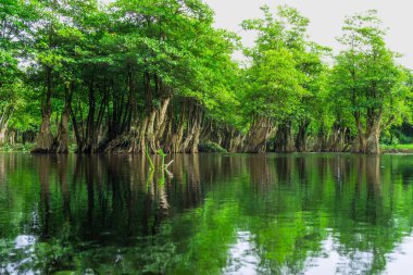 Beautiful morning view indonesia Panorama Landscape paddy fields with beauty color and sky natural light
