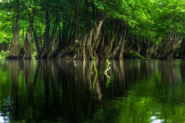 Beautiful morning view indonesia Panorama Landscape paddy fields with beauty color and sky natural light