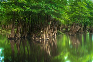 Beautiful morning view indonesia Panorama Landscape paddy fields with beauty color and sky natural light