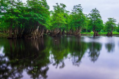 Beautiful morning view indonesia Panorama Landscape paddy fields with beauty color and sky natural light