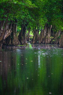 Beautiful morning view indonesia Panorama Landscape paddy fields with beauty color and sky natural light