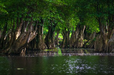Beautiful morning view indonesia Panorama Landscape paddy fields with beauty color and sky natural light
