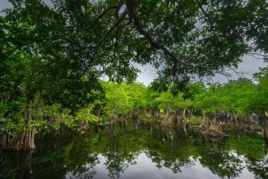 Beautiful morning view indonesia Panorama Landscape paddy fields with beauty color and sky natural light