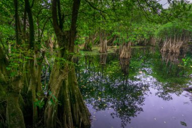 Beautiful morning view indonesia Panorama Landscape paddy fields with beauty color and sky natural light