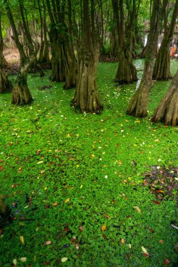 Beautiful morning view indonesia Panorama Landscape paddy fields with beauty color and sky natural light