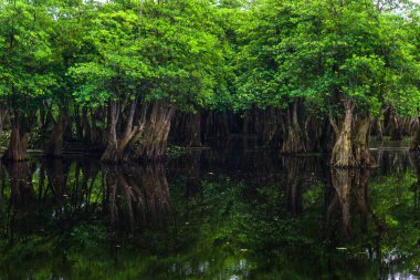 Beautiful morning view indonesia Panorama Landscape paddy fields with beauty color and sky natural light
