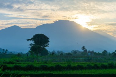 Beautiful morning view indonesia Panorama Landscape paddy fields with beauty color and sky natural light