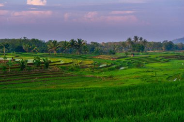 Beautiful morning view indonesia Panorama Landscape paddy fields with beauty color and sky natural light