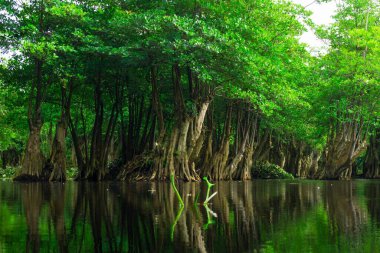 Beautiful morning view indonesia Panorama Landscape paddy fields with beauty color and sky natural light
