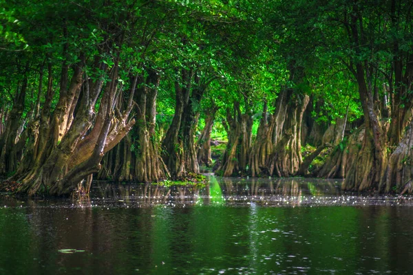 Beautiful morning view indonesia Panorama Landscape paddy fields with beauty color and sky natural light
