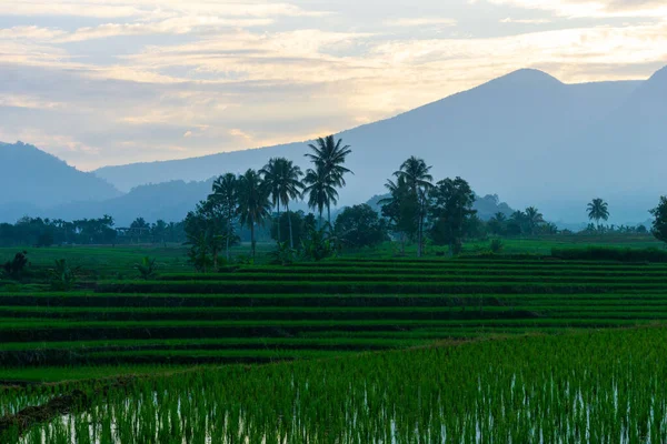 Красивый Вид Утром Indonesia Панорама Пейзаж Рисовые Поля Красотой Цвета — стоковое фото